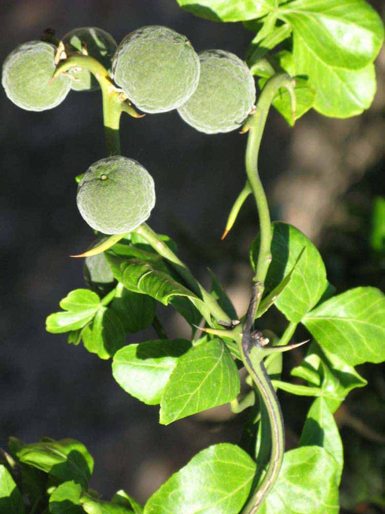            Immature fruit (Riverside, CA)   